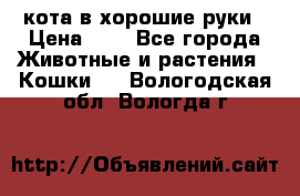 кота в хорошие руки › Цена ­ 0 - Все города Животные и растения » Кошки   . Вологодская обл.,Вологда г.